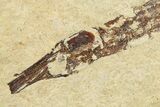 Rare Pipefish (Hipposyngnathus) Fossil - California #275003-3